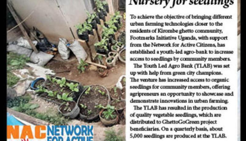 Seedlings in the YLAB nursery