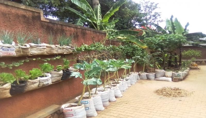 Ssengendo’s urban farm in Kirombe, Kampala