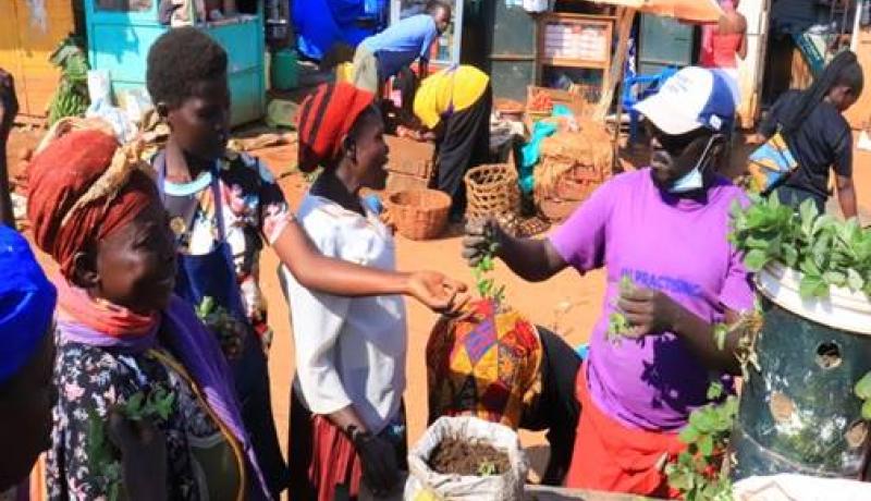Supplying seedlings to residents to plant