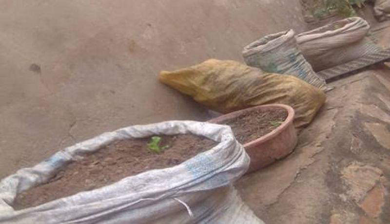 The bags where usinguzi plants his vegetables