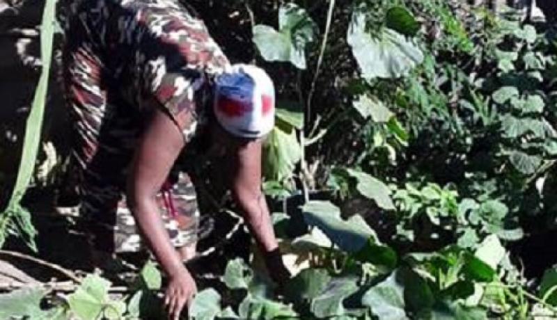 Urban farming: Katwe residents leave no space to waste By Nakandi Mastula