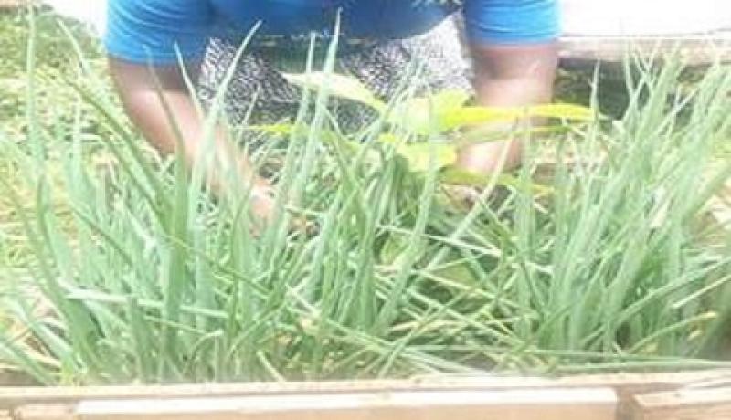 akalanda Phiona, a resident of Katwe I, practising box gardening
