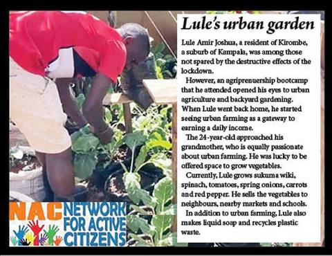  Lule harvesting vegetables in his garden