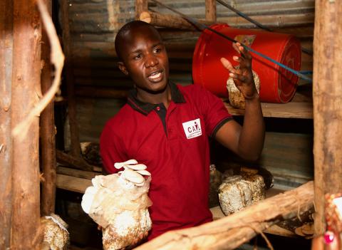 growing mushrooms in bags