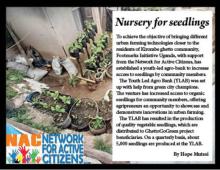 Seedlings in the YLAB nursery