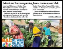 Golden Times Primary School pupils harvesting vegetables from their urban garden
